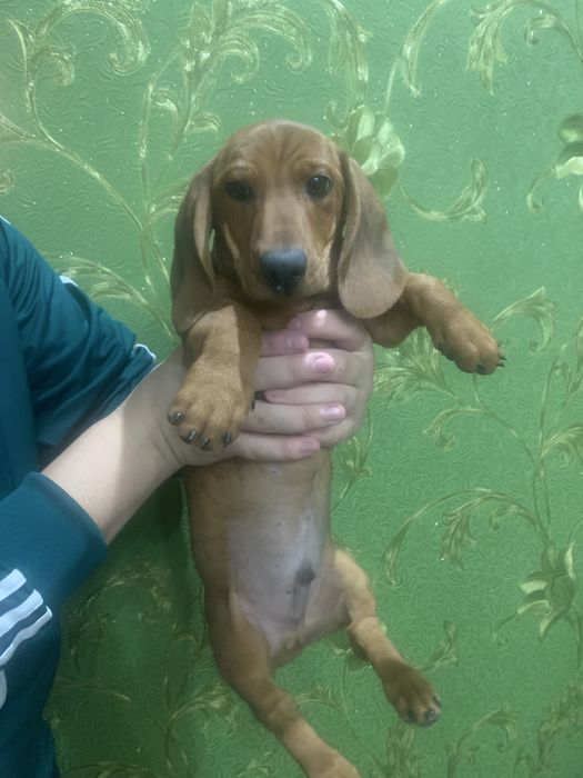 Продам цуценят Таксенят