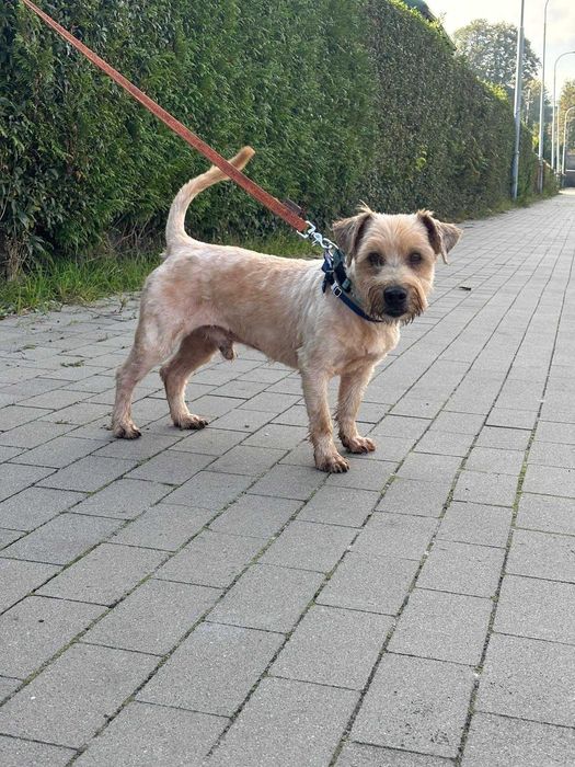 Bobi prawie york do adopcji