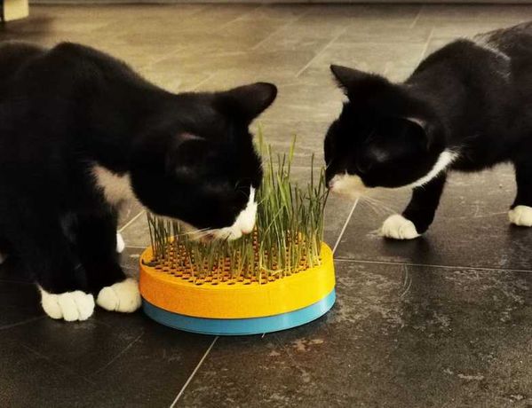 Миска для вирощування трави для котів + зерно