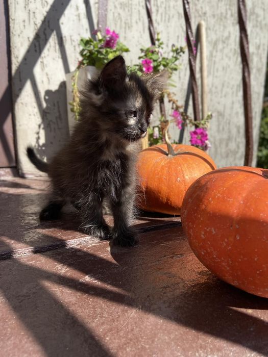 Кошенята/котята шукають дім та люблячу родину