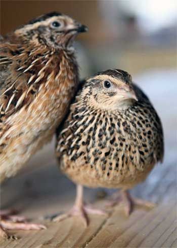 Комбікорм для перепелів усіх вікових груп