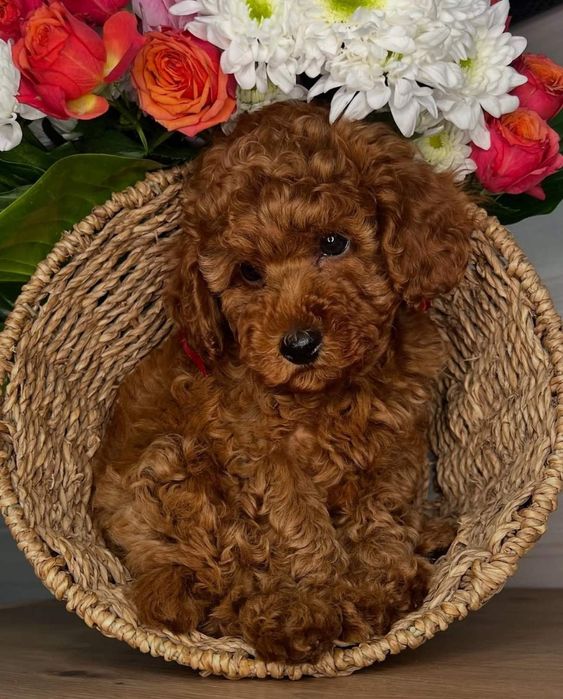 Малишка той,пудель