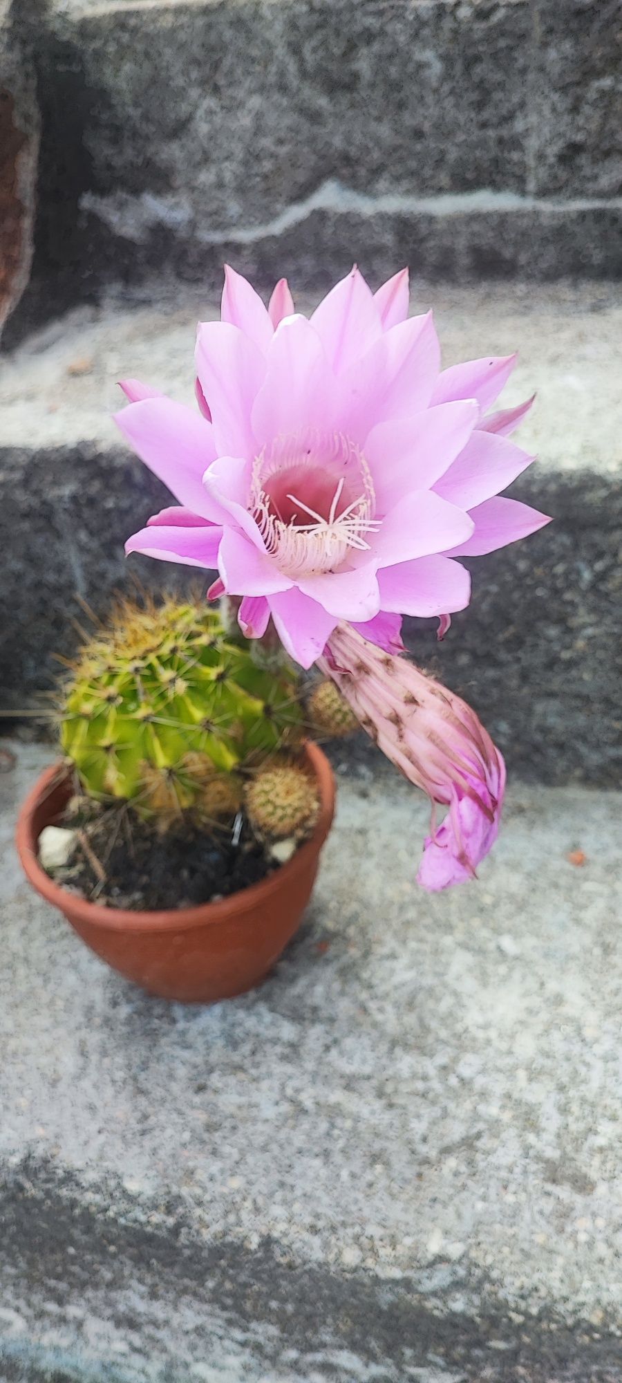 Cacto planta ...