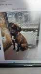 Nero pies  piesek w typie amstaffa, amstaff szuka domu