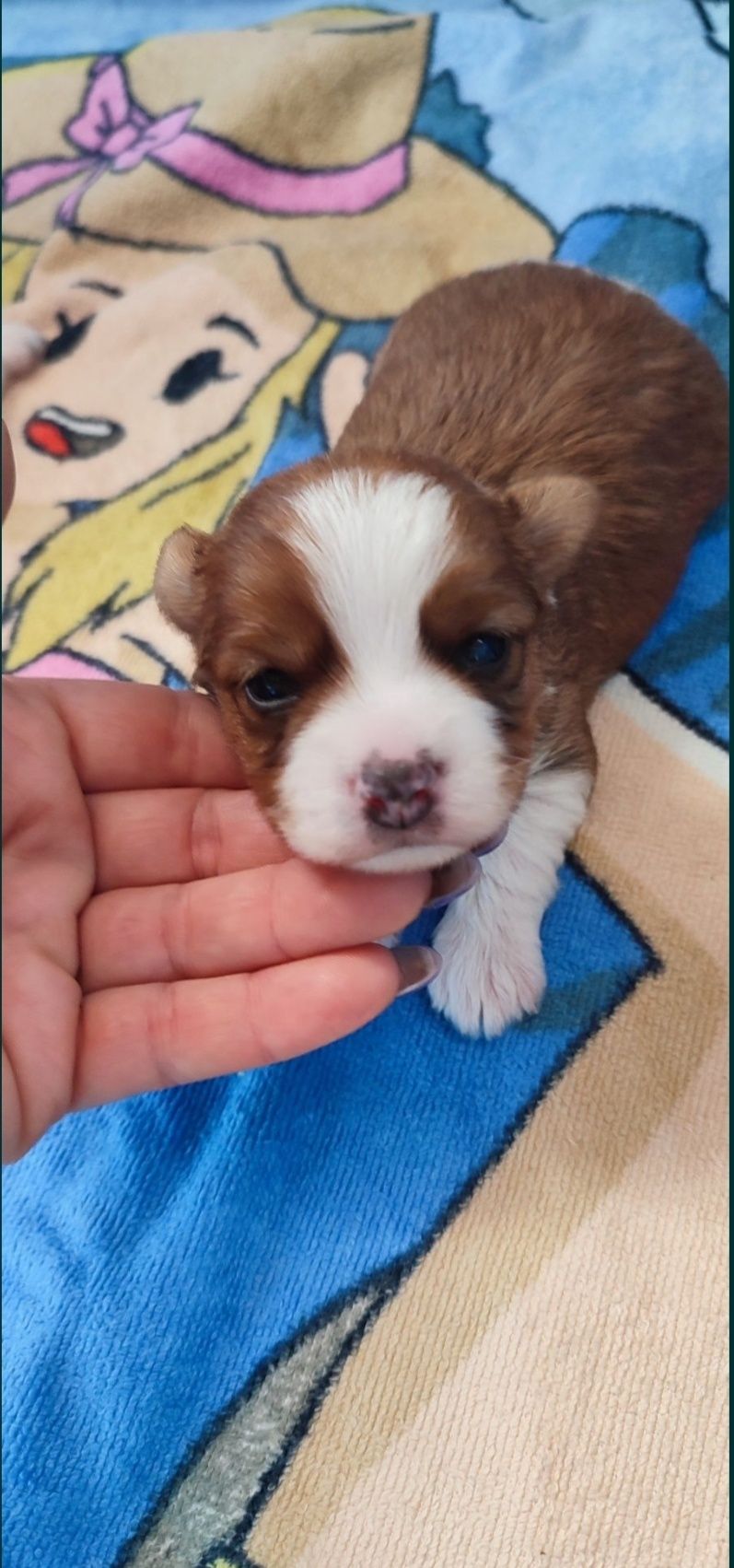 Yorkshire terrier piesek white ocean pear