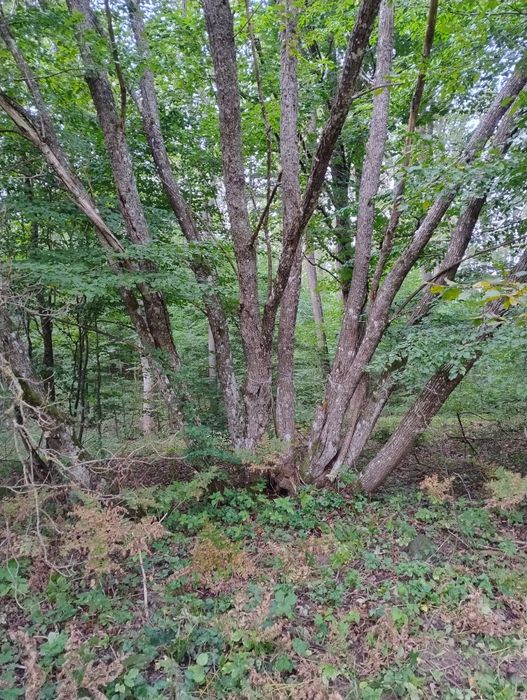Sprzedam drzewa liściaste na pniu