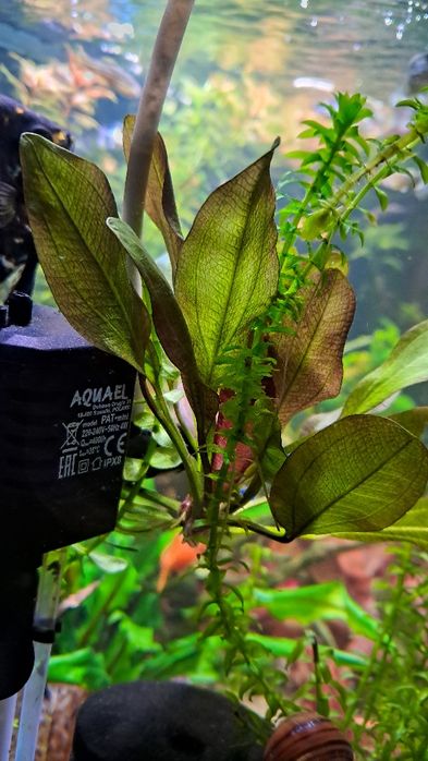 Żabienica "Mercedes"