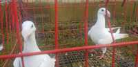 Gołębie Rzeszowskie Białe