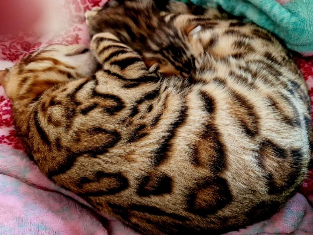 Gato bengal para acasalar