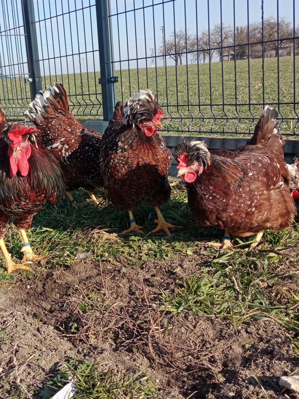 Jaja Lęgowe Czubatki Staropolskiej