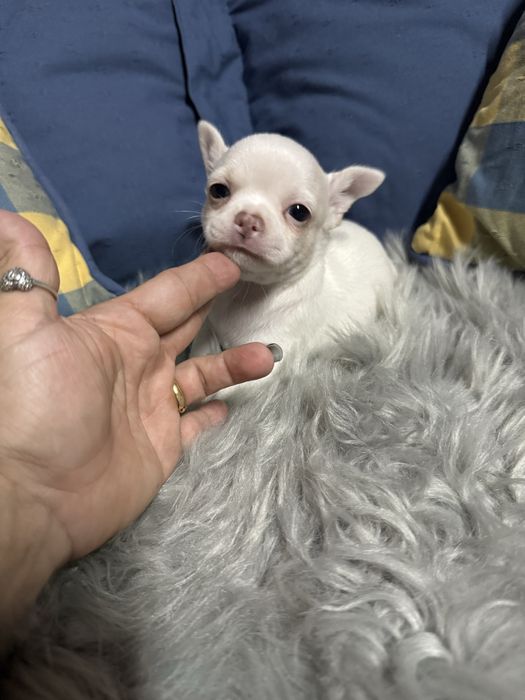Menino “Chihuahua  lindissimo “ branco