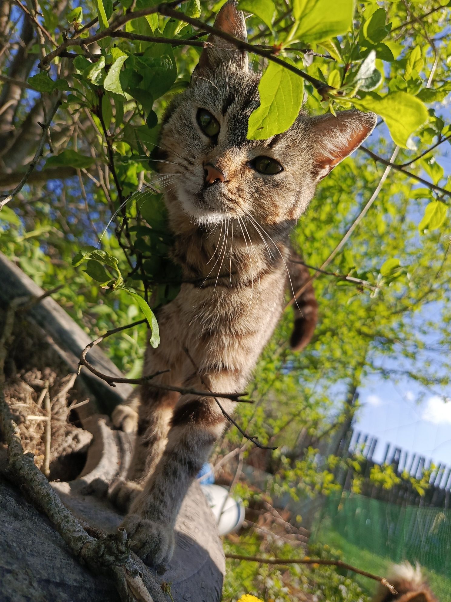 Oddam kotkę w dobre ręce