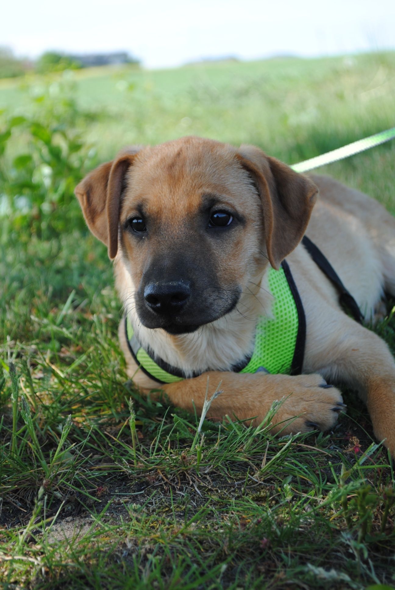 4 miesięczny szczeniak do adopcji