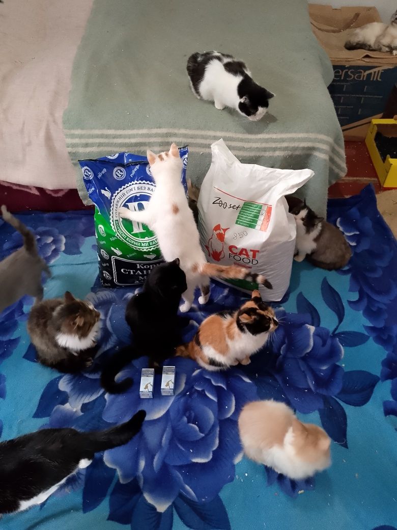 Коти, тварини, безкоштовно
