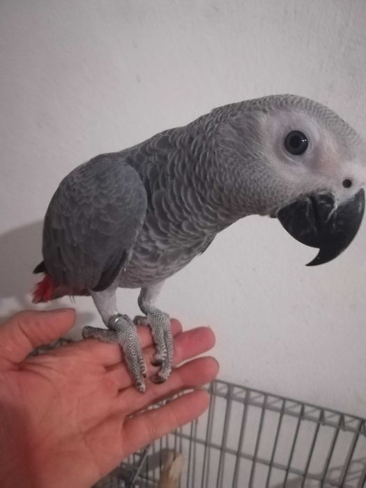 Papagaio Cinzento criado à mão