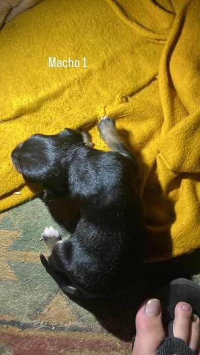 Machos para adoção