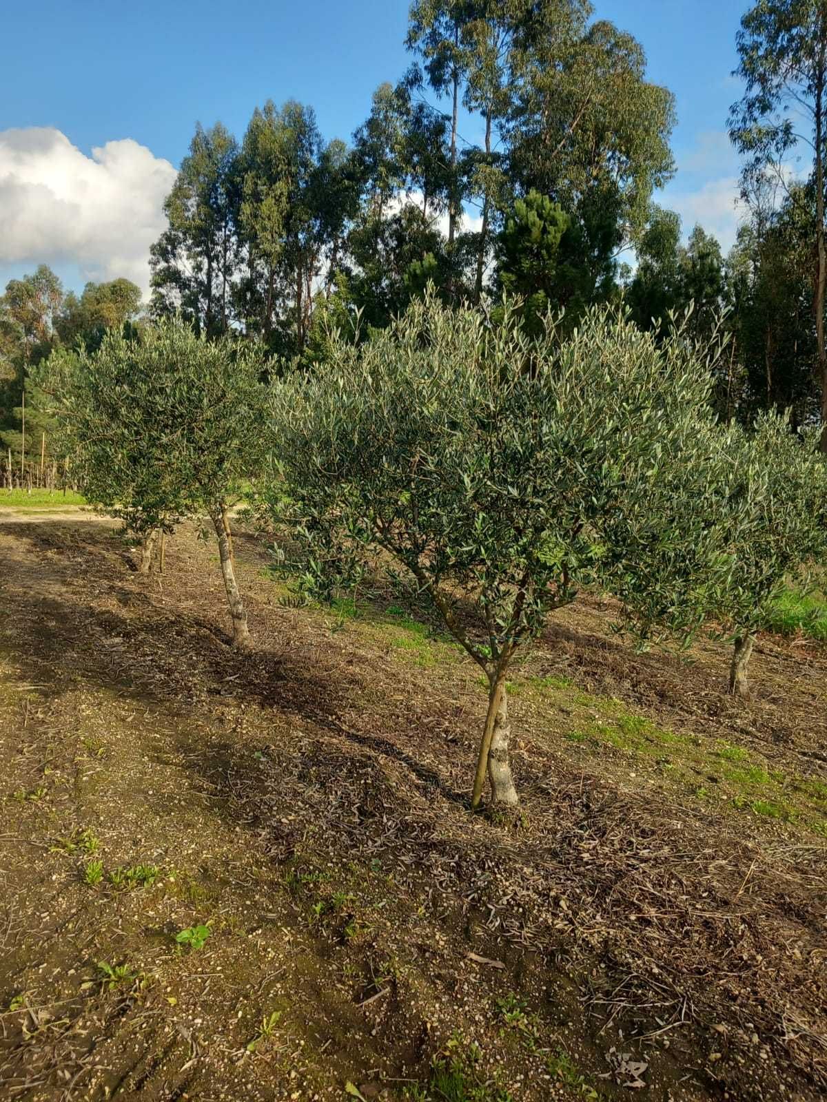 Oliveiras de jardim