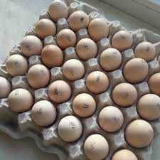 інкубаційне яйце українське та імпортне