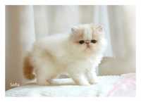 Sofia - kotka perska kremowo biała DOSTĘPNA