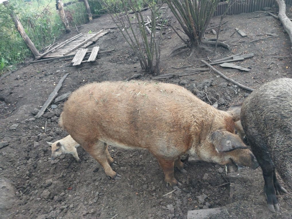 Угорський мангал 2 роки