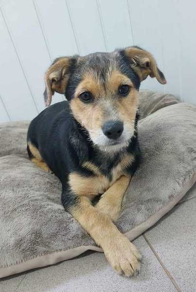 Szczeniaczek słodka Malinka szuka domku