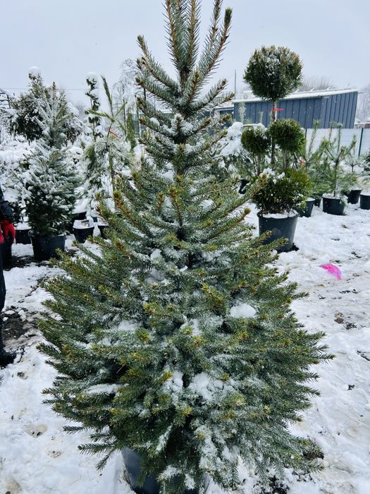 Ялинка у горщику жива ялинки новорічні