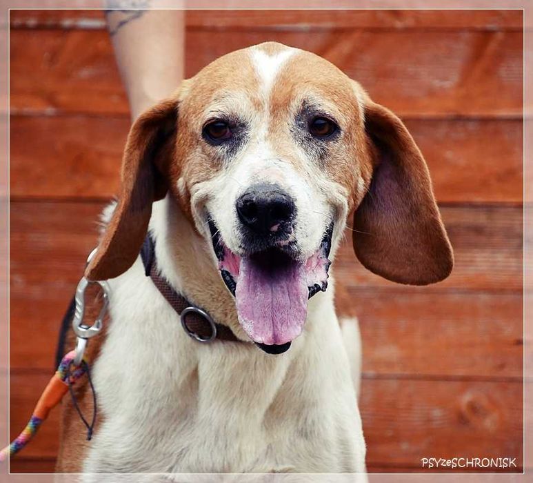 Goran – wspaniały, wesoły pies po przejściach. Prosimy o dom