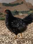 Koguty  Ayam Cemani Barnevelder