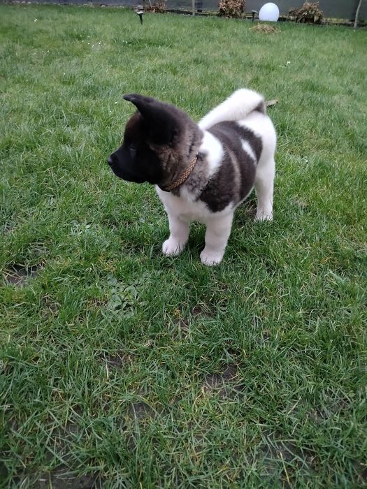 Akita Amerykańska  piesek