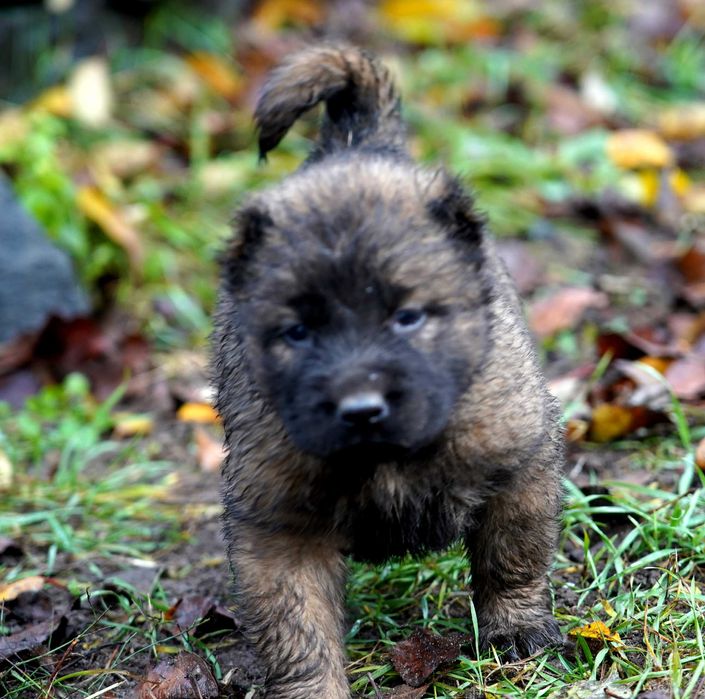 Цуценята кавказьких вівчарок
