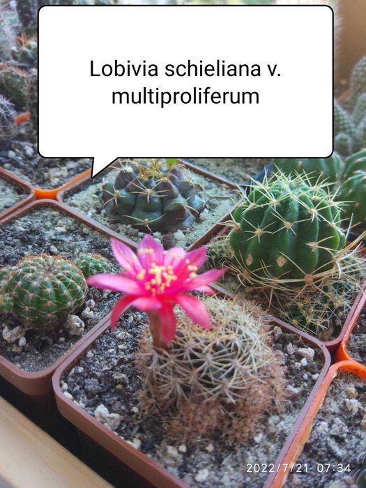 Кактус Лобівія  10- видів 25-35грв( дітки дешево)