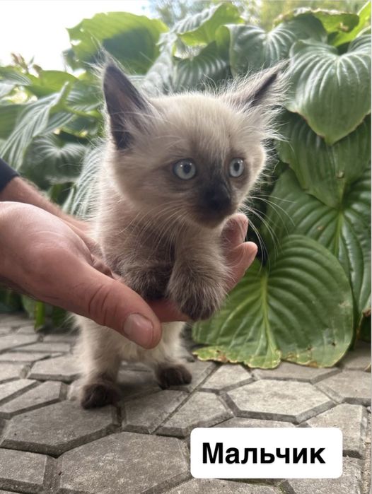 Отдам котят в хорошие руки