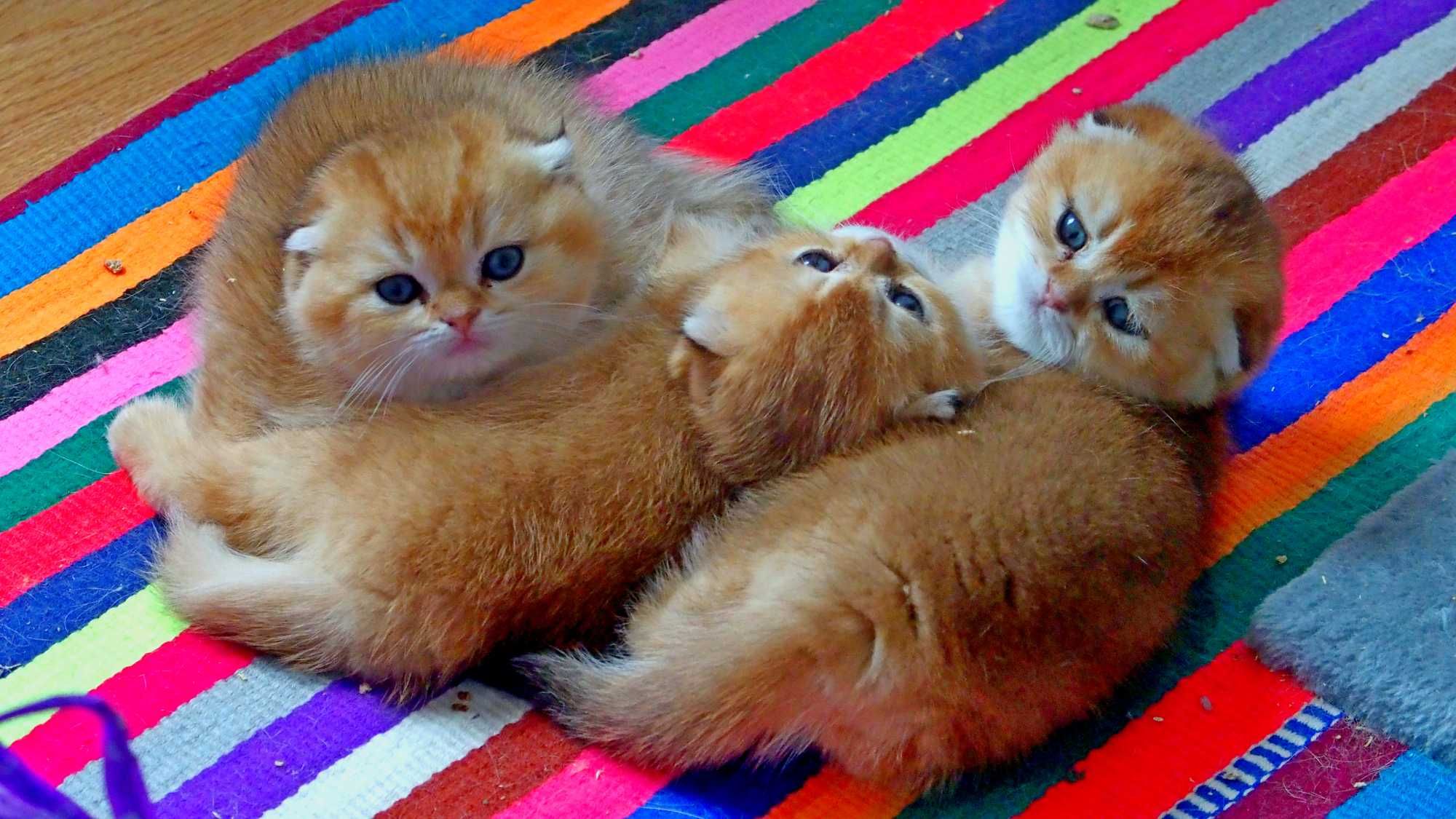 Kot Szkocki Zwisłouchy PZF. WCF Scottish Fold Złota Szynszyla