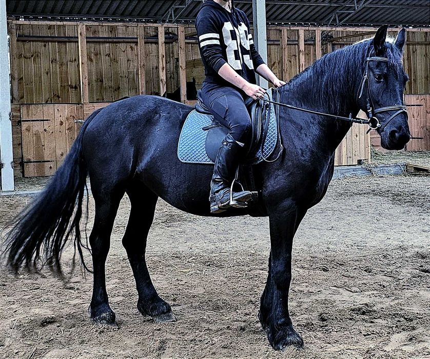 kon fryz fryzyjski klacz ksiega kfps zrebna