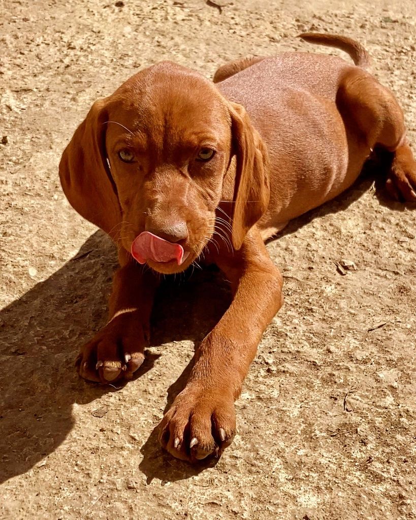 Vizsla Linhagens de Campeões