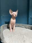 menina sphynx bicolor