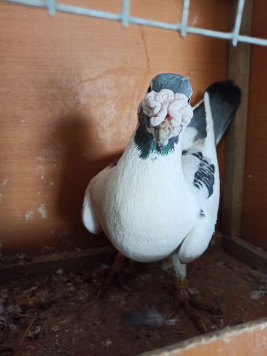 Gołębie staropolskie samiec