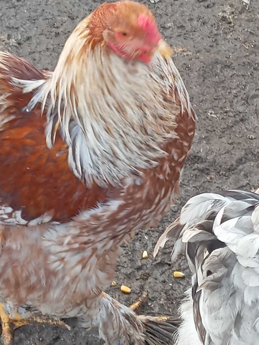 Galo Brahma Splash Disponível para venda ou troca