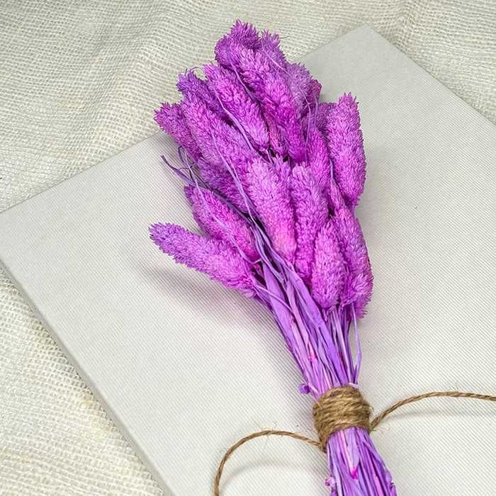 Suszony Phalaris Kanar Fioletowy