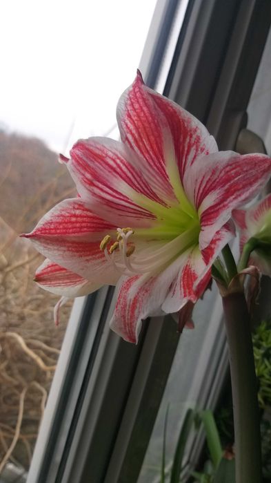 Валлота, клівія, зеферантес, амарилліс, гібіскус Чернівці