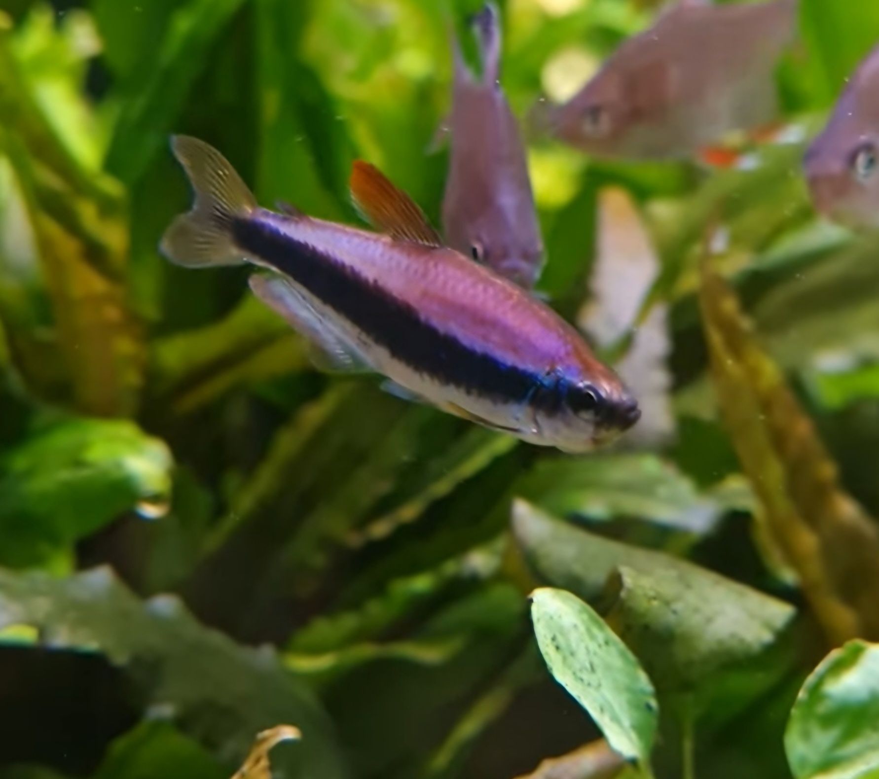 Tetra kerri super blue