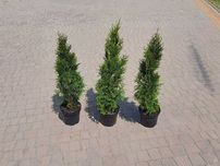 Tuja Szmaragd 50, 60, 70, 80, 100 cm! Sadzenie! Dowóz! Thuja Smaragd!