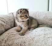 Scottish fold fêmea
