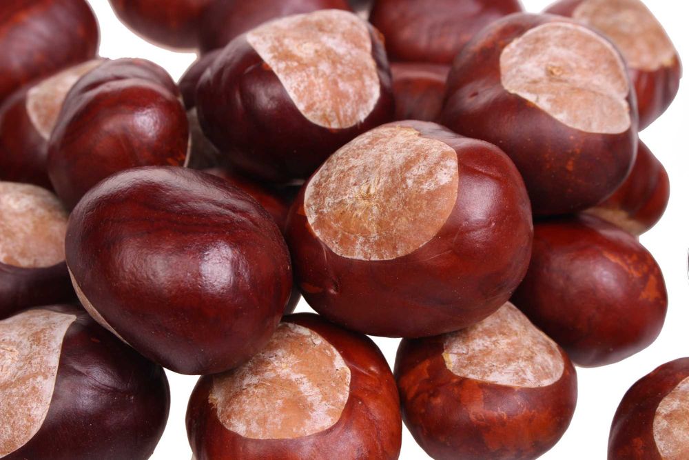 Skup KASZTANÓW i żołędzi 0,7gr za kg