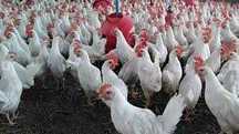 Kury Nioski z wolnego wybiegu ! Rosa Dominant Tetra Leghorn ! Dowóz !