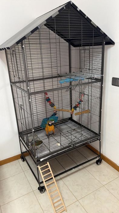 Arara Caninde criada a mão