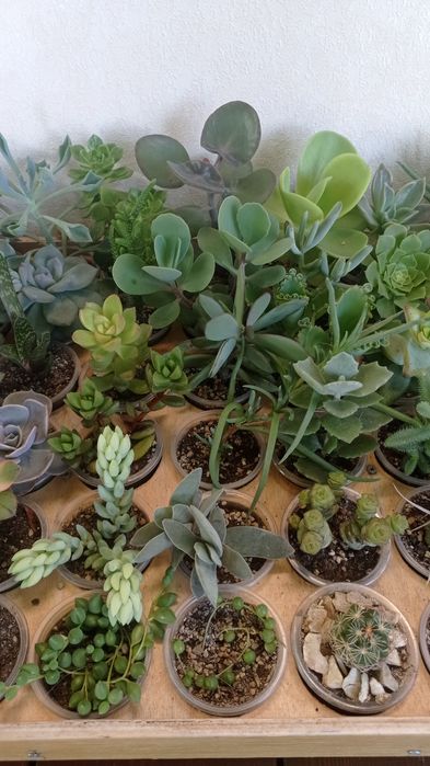 Сукуленти ехеверії, хрестовники,еоніуми, красули, делосперма,оскулярія