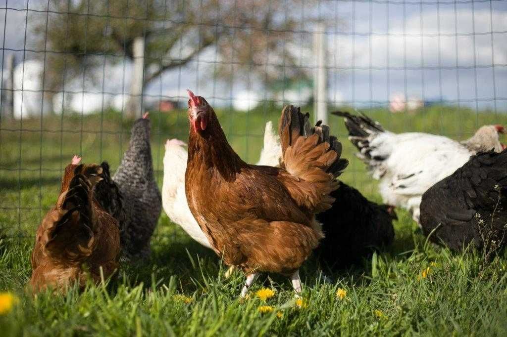 Młode kurki nioski Rosa kolorowa i brązowa dówóz