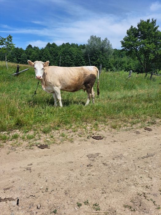 Продається корова