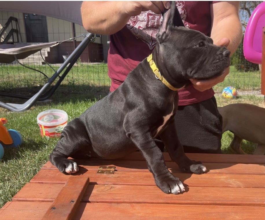 Cane Corso suczka